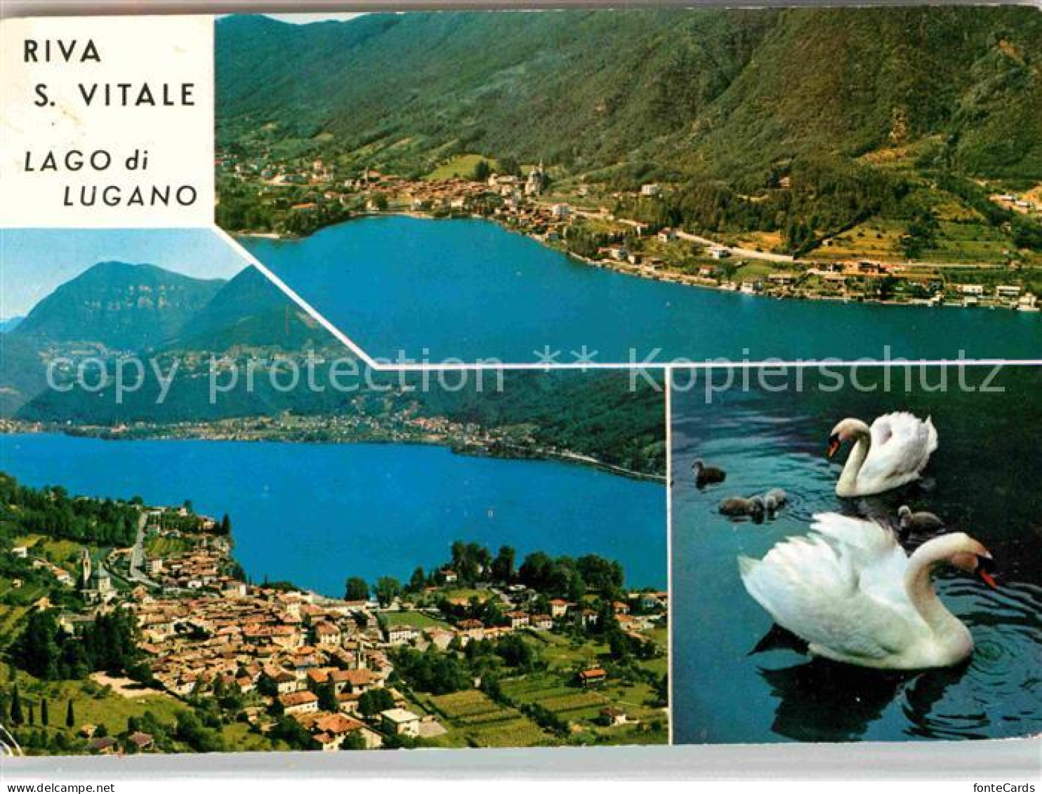 Riva San Vitale Lago di Lugano Luganersee Schwaene