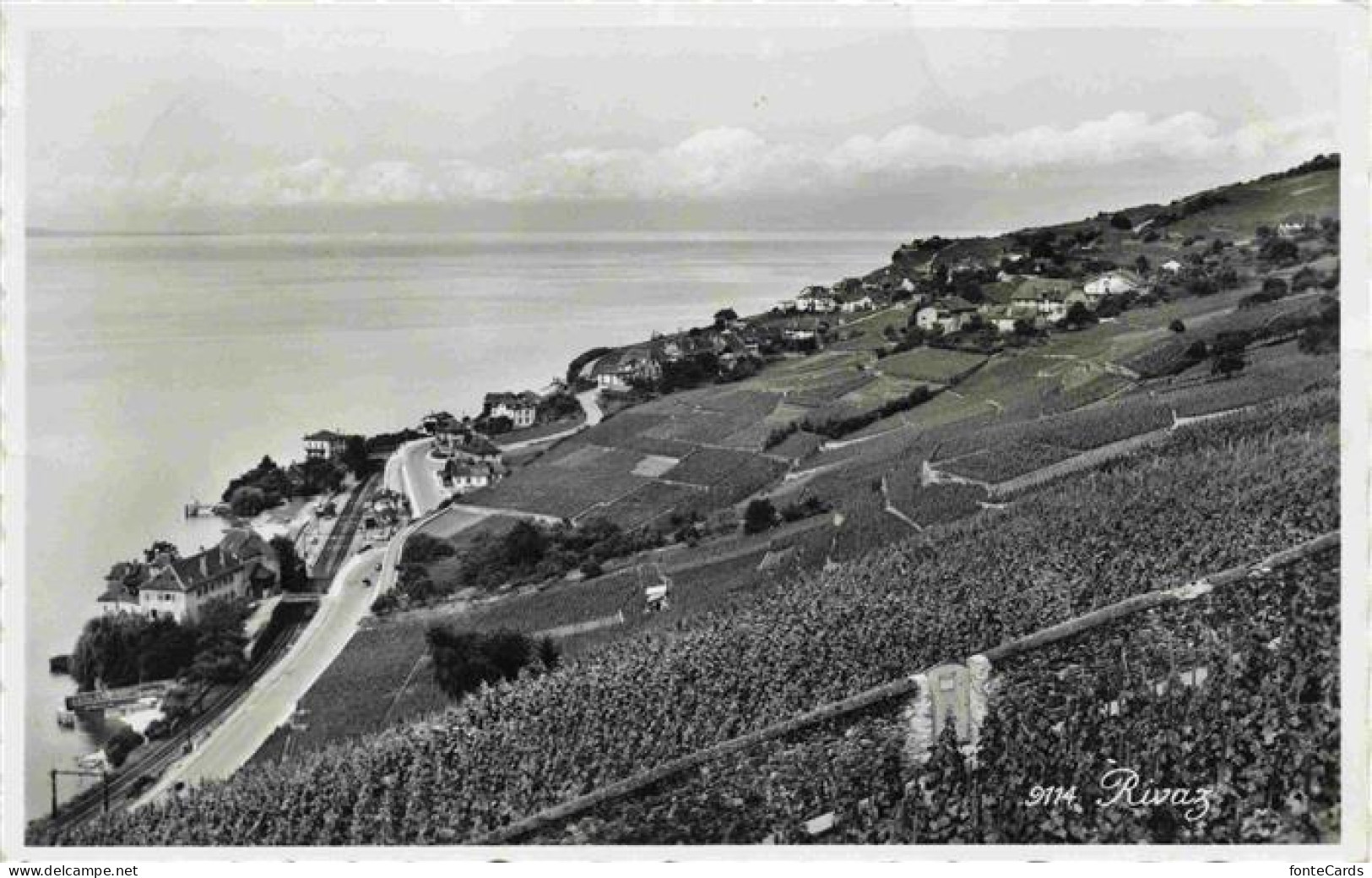 Rivaz Lavaux VD Panorama