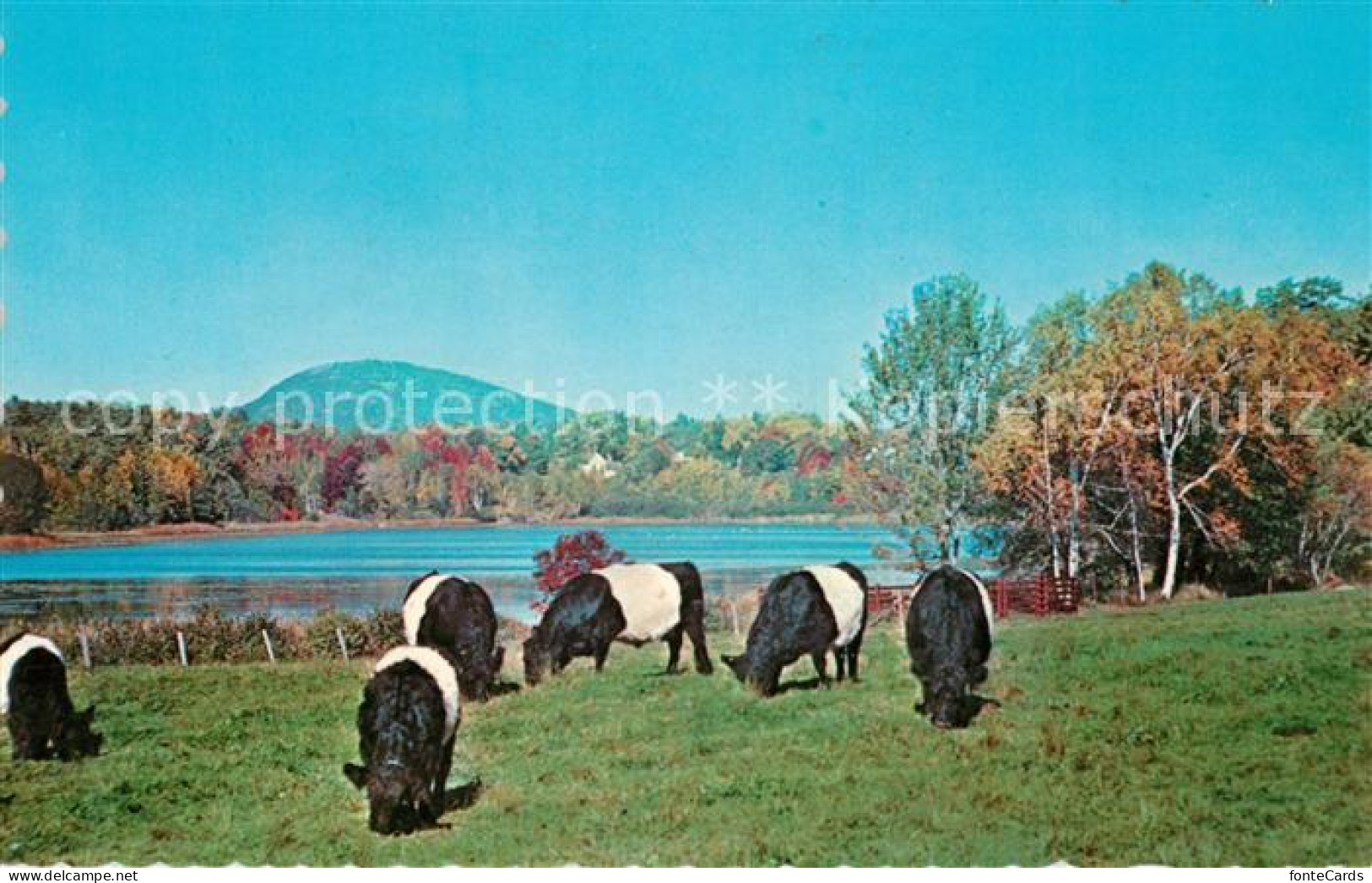 Rockport Maine Belted Galloways