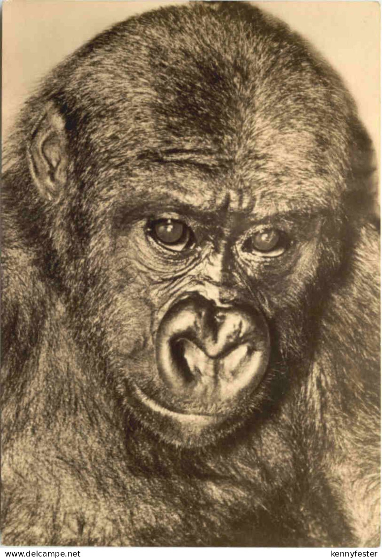 Rostock - Zoo -Gorilla