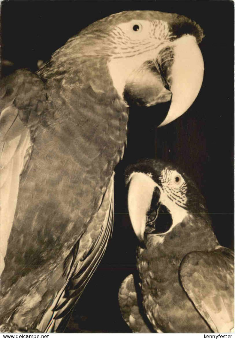 Rostock - Zoo - Grünflügellaras