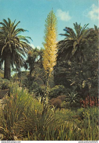 uk45910 tresco gardens isles of scilly uk