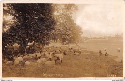 BR98595 rockford sheep real photo   uk