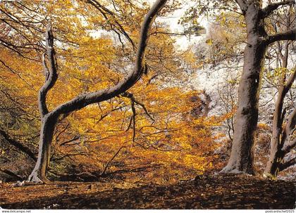 BR75912 back forest near gradbach staffordshire moorlands  uk