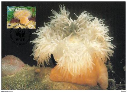 Alderney : CM Carte Maximum WWF vie marine Anemone plumeuse Metridium senile plumose anemone seenelke