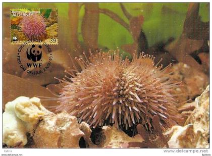 Alderney : CM Carte Maximum WWF vie marine Oursin des sables Sea Urchin