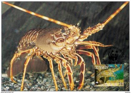 Alderney : CM Carte Maximum WWF vie marine ouste européenne  Spiny LobsterLang
