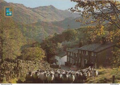 Driving Sheep Seatoiler Borrowdale Cumbria Postcard