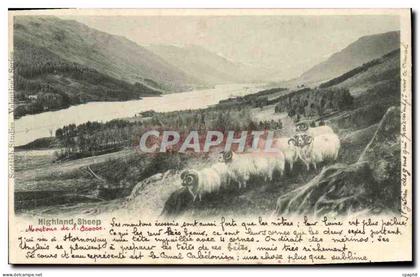 CPA Highland Sheep Moutons Ecosse