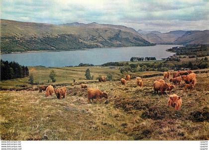 CPM Highland cattle by the shores of loch fyne argyllshire scotland