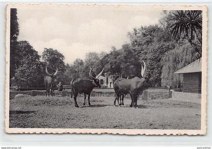 Ruanda-Urundi - The Watutsi Park in the Antwerpen Zoological Garden in Belgium - Publ. Photo Zoo
