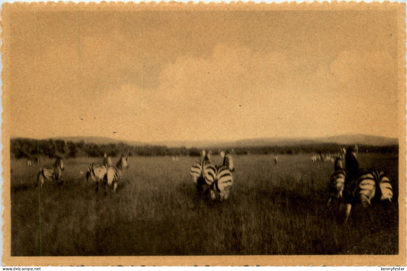 Ruanda Zebra