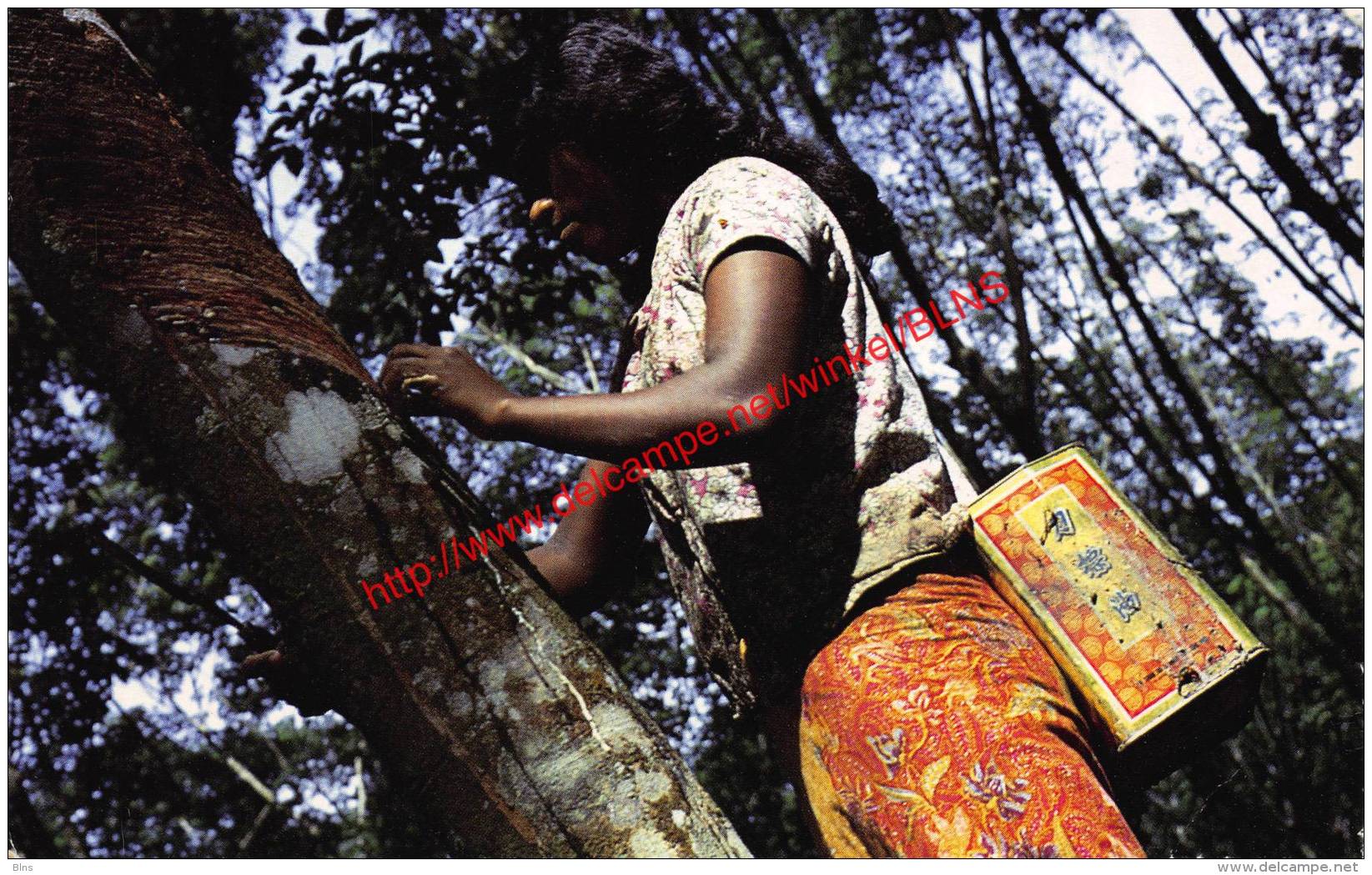 Rubberplantage in Maleisië - Malaysia