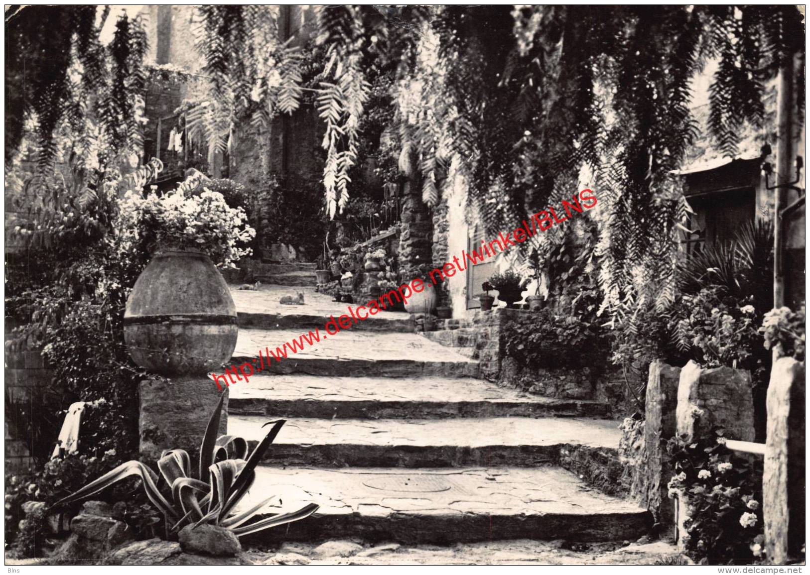 Rue Pittoresque - Bormes-les-Mimosas