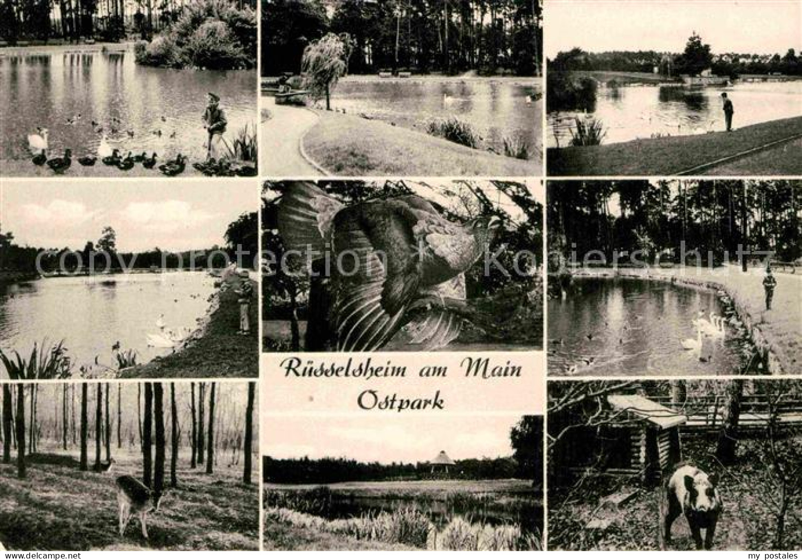 Ruesselsheim Main Ostpark Rotwild Wildschwein Schwaene