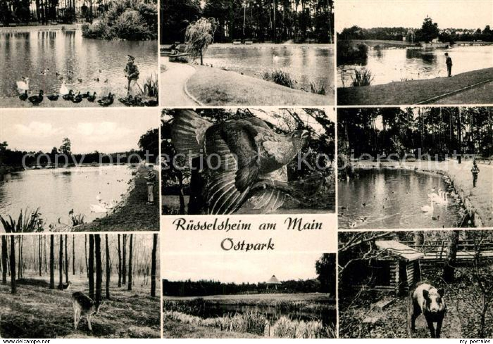 Ruesselsheim Main Ostpark Wildgehege Weiher