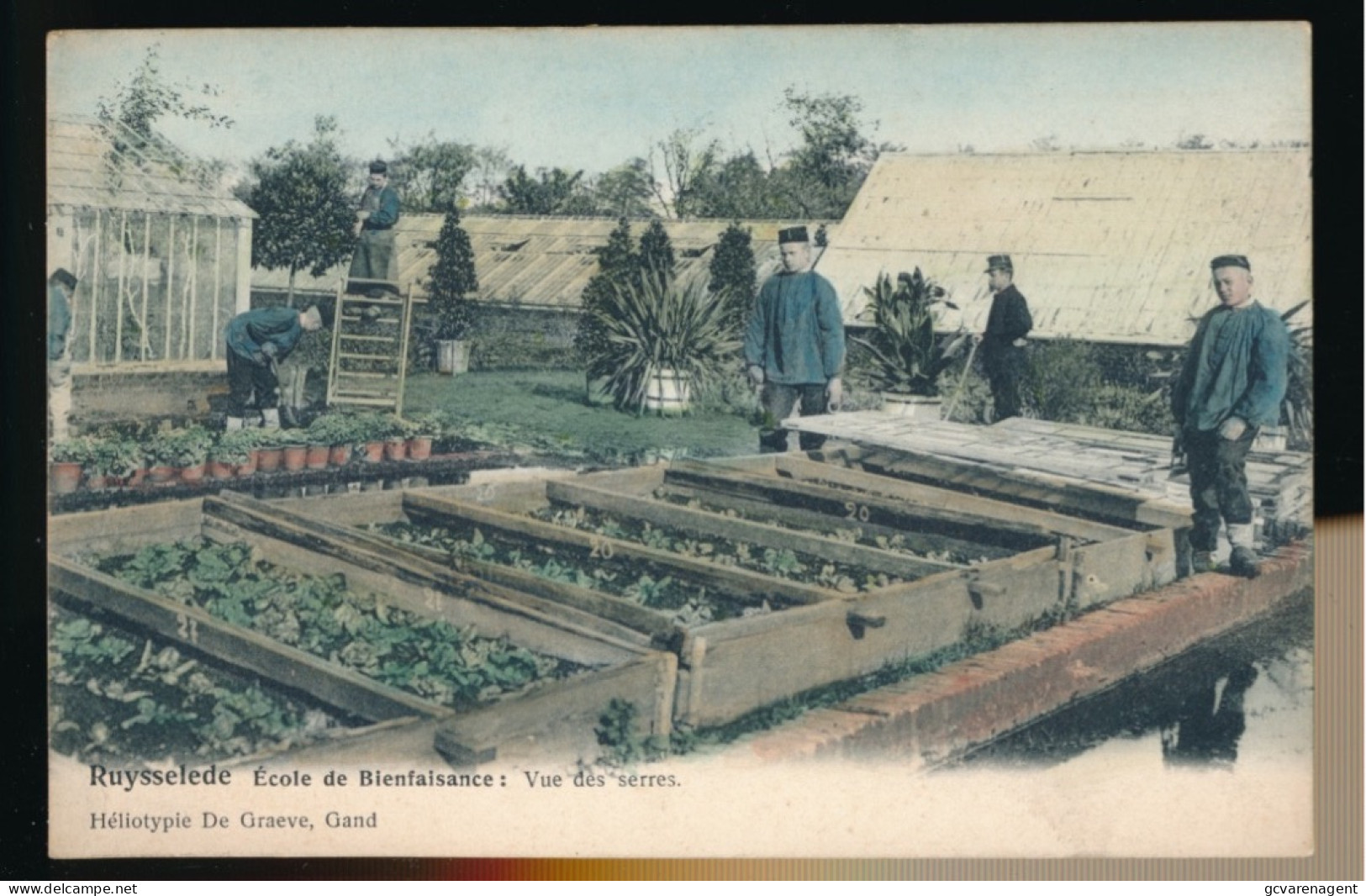 RUISELEDE   ECOLE DE BIENFAISANCE.  VUE DES SERRES