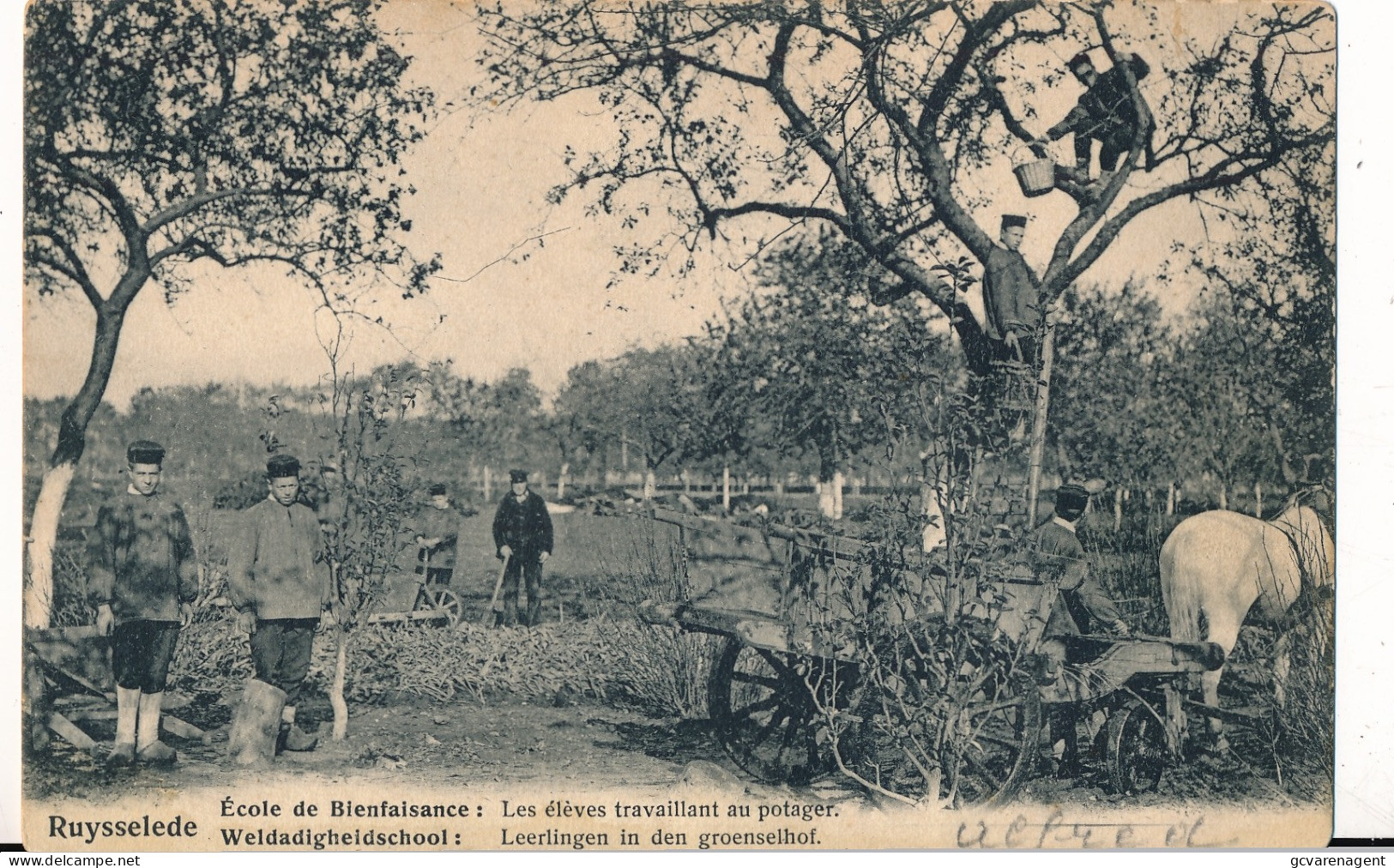 RUISELEDE  WELDADIGHEIDSCHOOL  LEERLINGEN IN DEN GROENSELHOF        2 SCANS