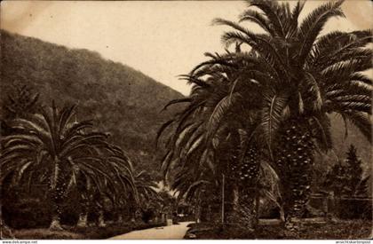 CPA Gagra Abchasien Georgien, Palmen, Hügel, Garten