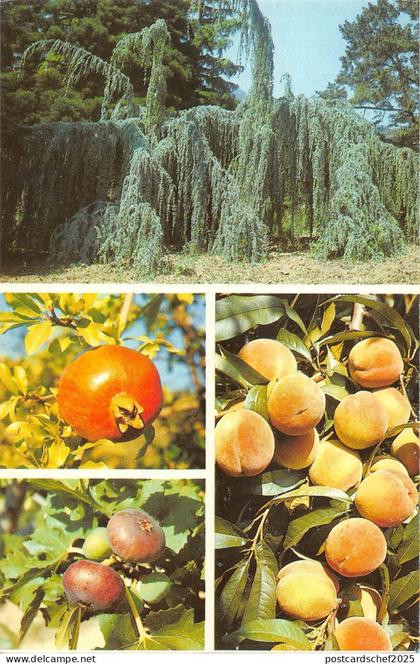 BT15661 Russia            Russia