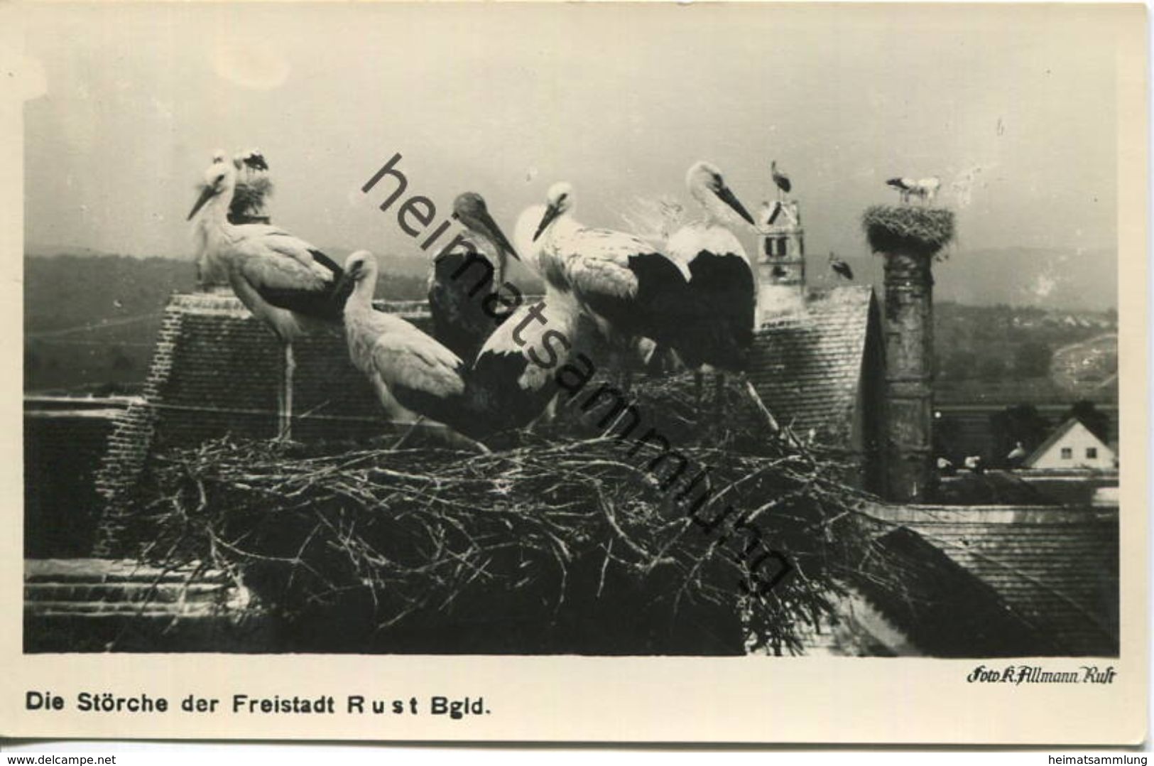 Rust - Die Störche der Freistadt - Foto-AK - Verlag Karl Allmann Rust - Rückseite beschrieben 1954