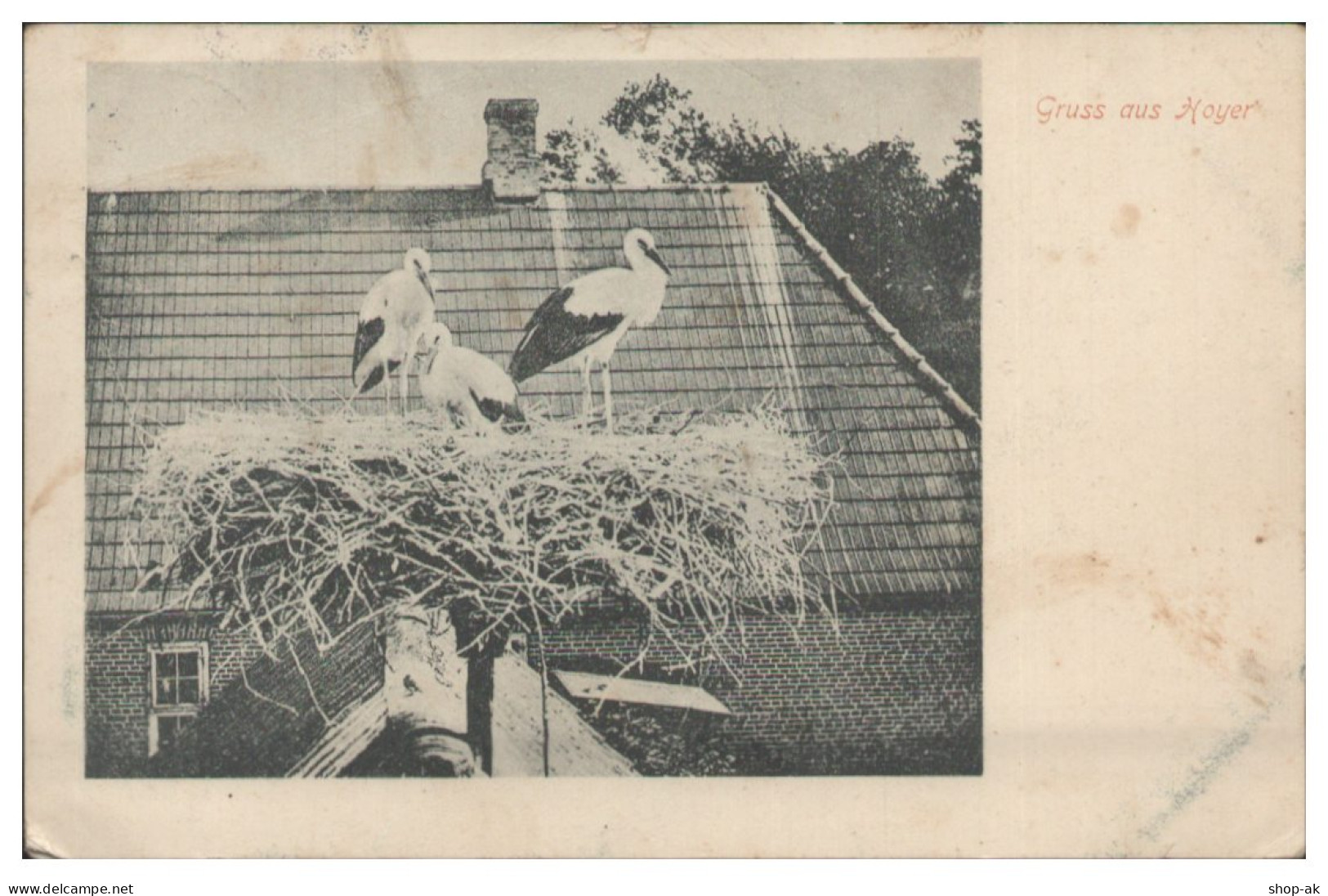 S8791/ Gruß aus Hoyer Nordschleswig Störche Storchennest AK 1903