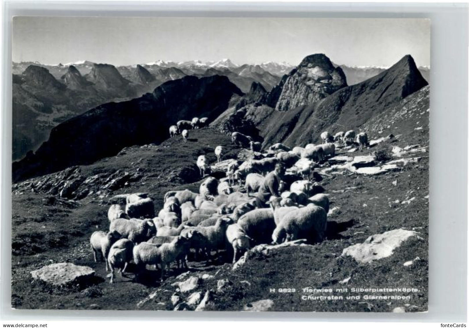 Saentis AR Saentis Tierwies