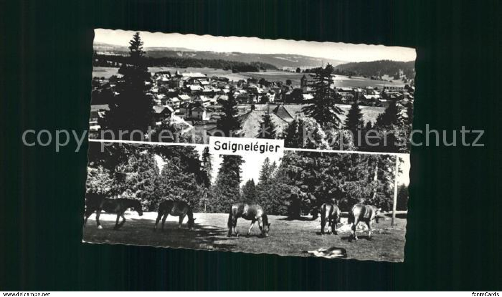 Saignelegier Panorama Pferde