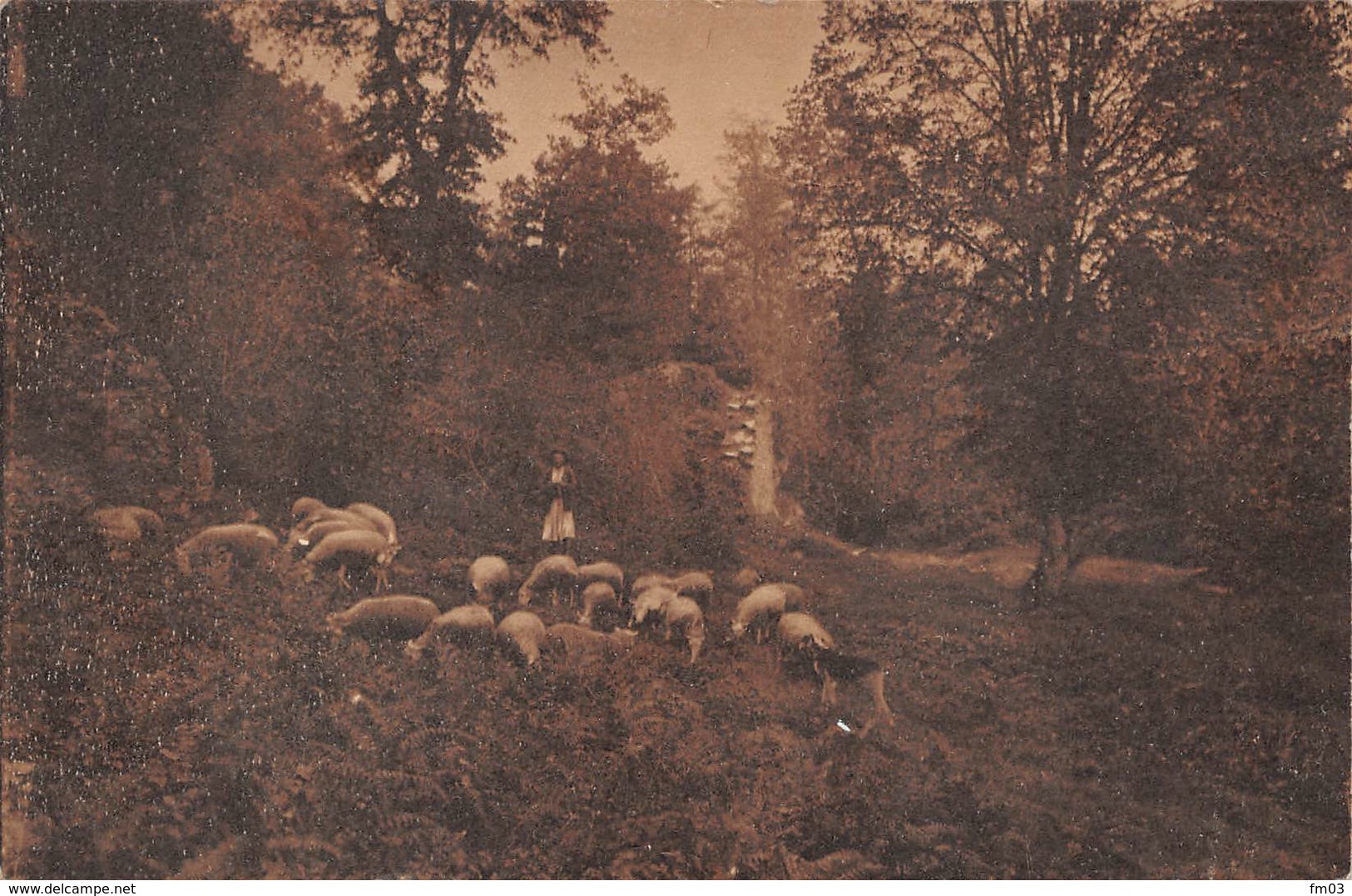 Saint Laurent sur Gorre moutons berger