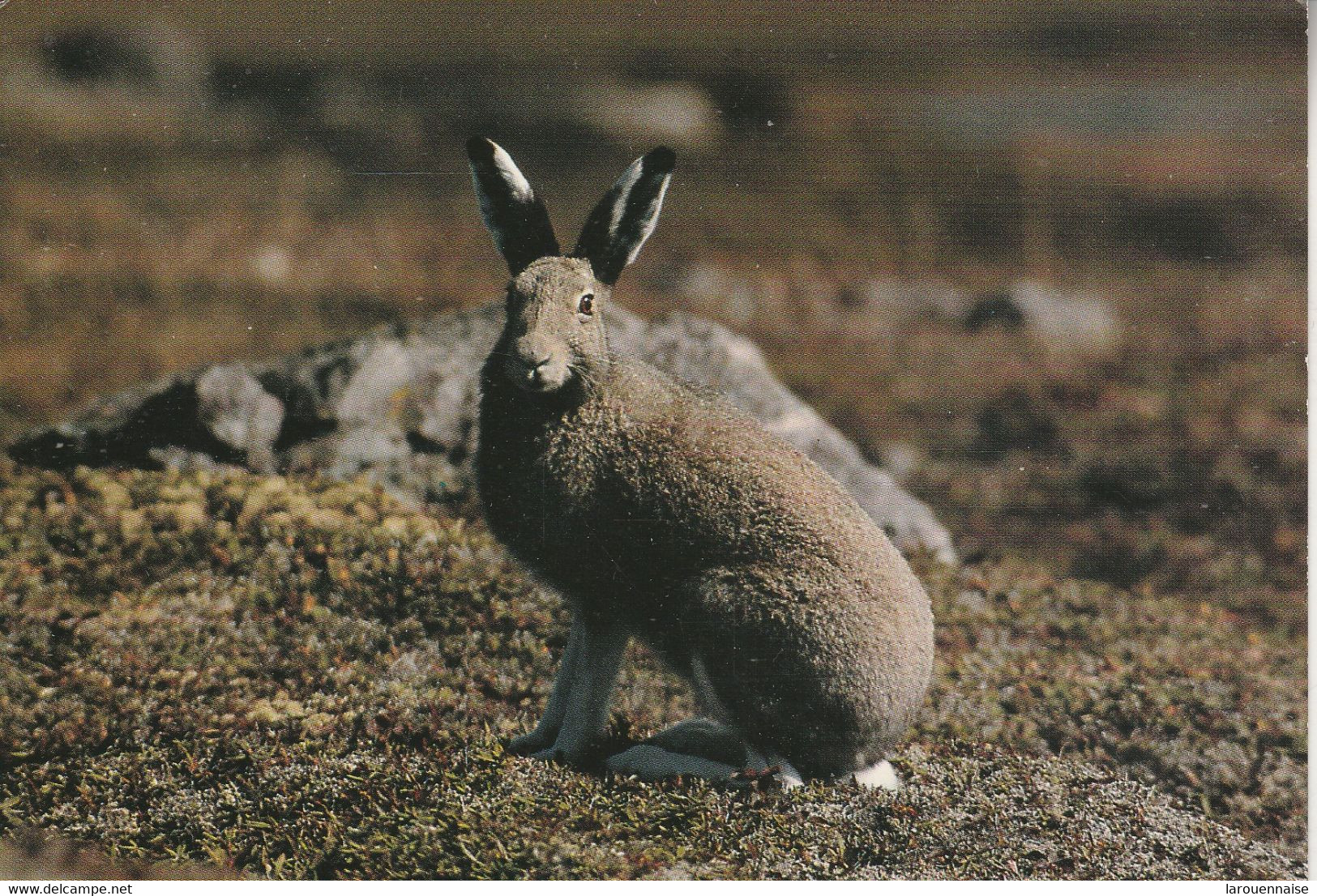 SAINT PIERRE ET MIQUELON - La Faune de St Pierre et Miquelon - Le Lièvre arctique en mue