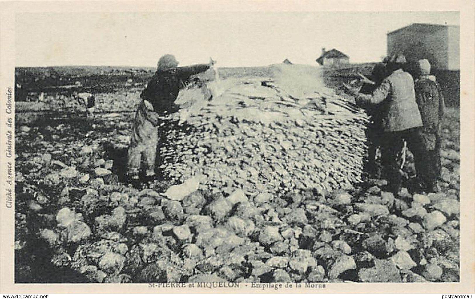 Saint-Pierre & Miquelon - Empilage de la morue - Ed. Agence Centrale des Colonies