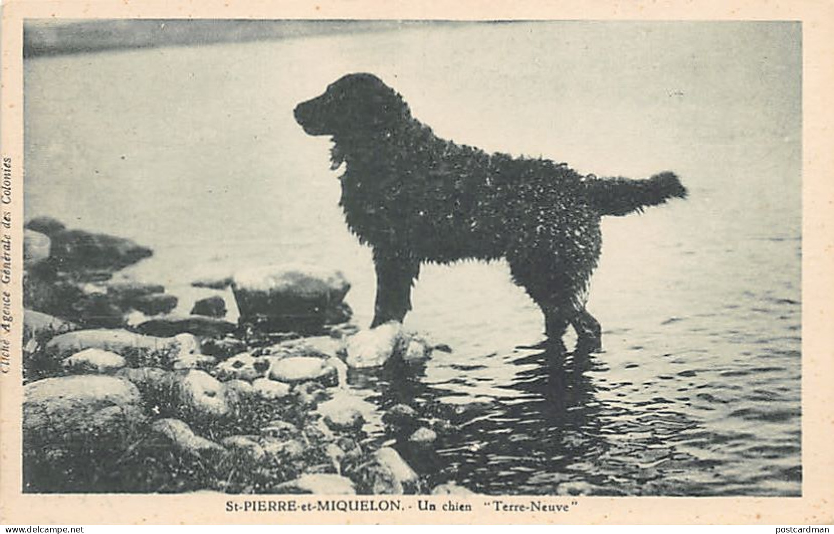 Saint-Pierre & Miquelon - Un chien Terre-Neuve - Ed. Agence des Colonies