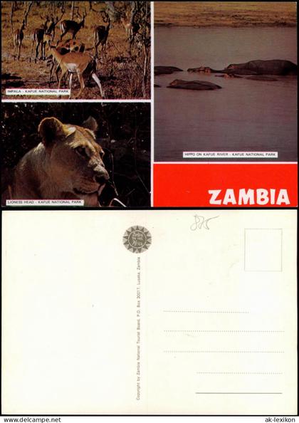 Sambia Zambia IMPALA KAFUE NATIONAL PARK 3 Bild Tiere Africa 1988