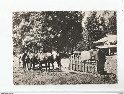 ZAMBEZE AMBULANCE ZAMBEZIENNE (ATTELAGE)