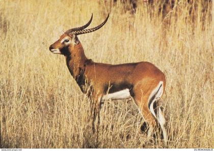 Zambia - Black Lechwe