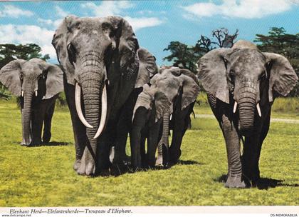 Zambia - Elephant Herd
