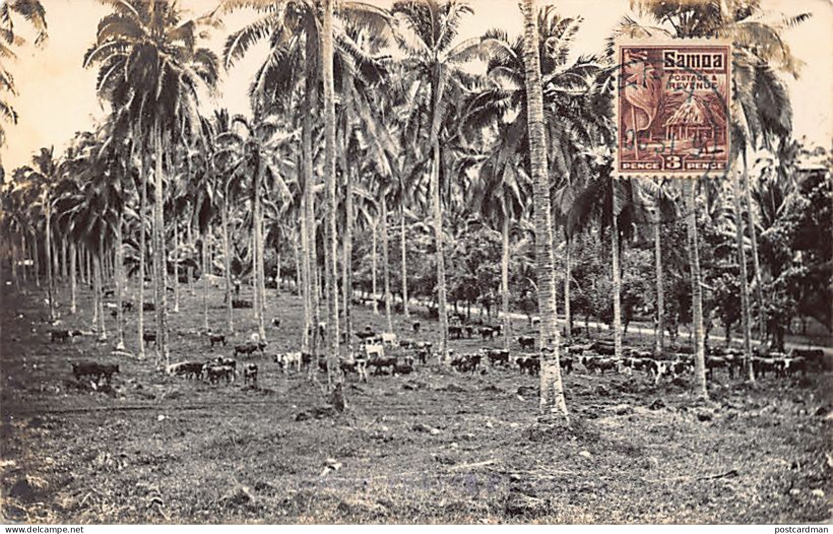 Samoa - Palm groves and cattle - REAL PHOTO - Publ. Tatersall Studio
