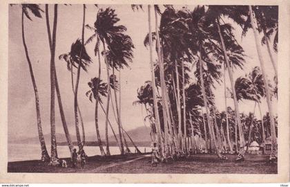 SAMOA(ARBRE)