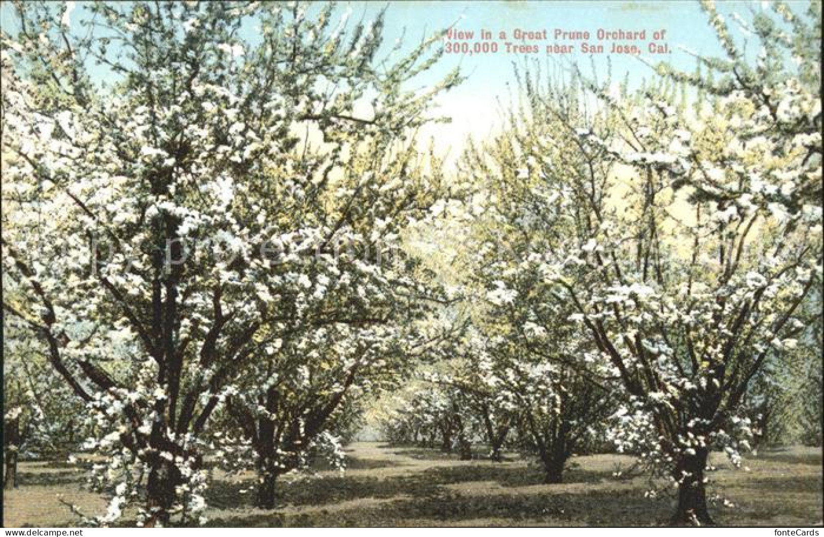 San Jose California Trees Plantage