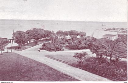 SAO TOME(ARBRE)