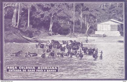 SAO TOME ET PRINCIPE(ROCA COLONIA ACORIANA) CHEVAL