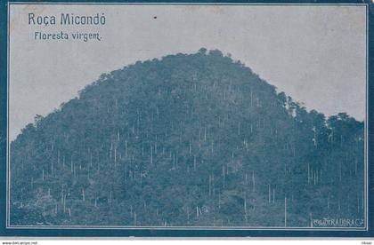 SAO TOME ET PRINCIPE(ARBRE) ROCA MICONDO