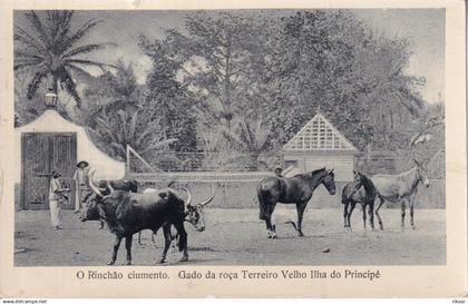 SAO TOME ET PRINCIPE(TERREIRO VELHO) VACHE