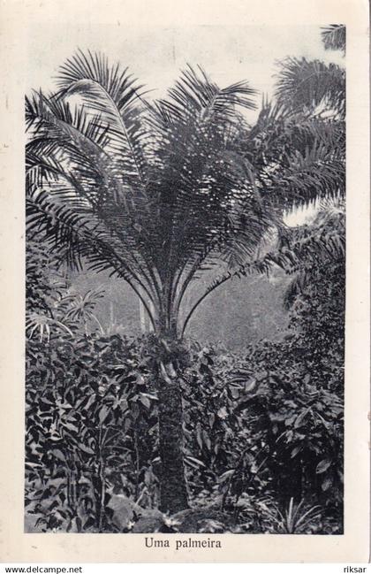 SAO TOME ET PRINCIPE(ARBRE) PALMIER