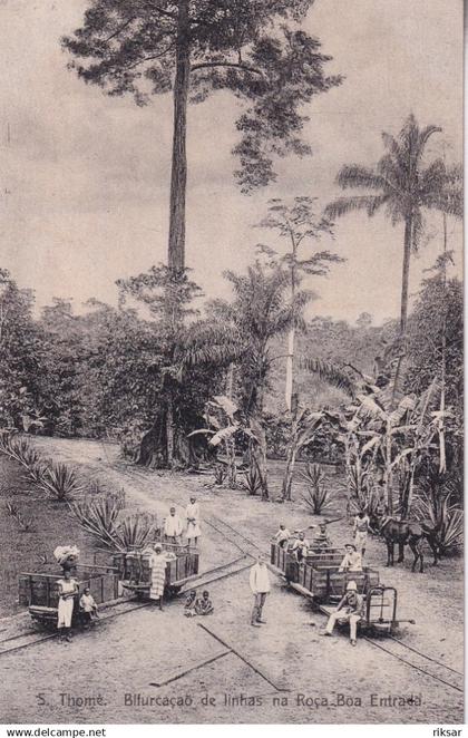 SAO TOME ET PRINCIPE(ROCA BOA) CACAO(ARBRE)