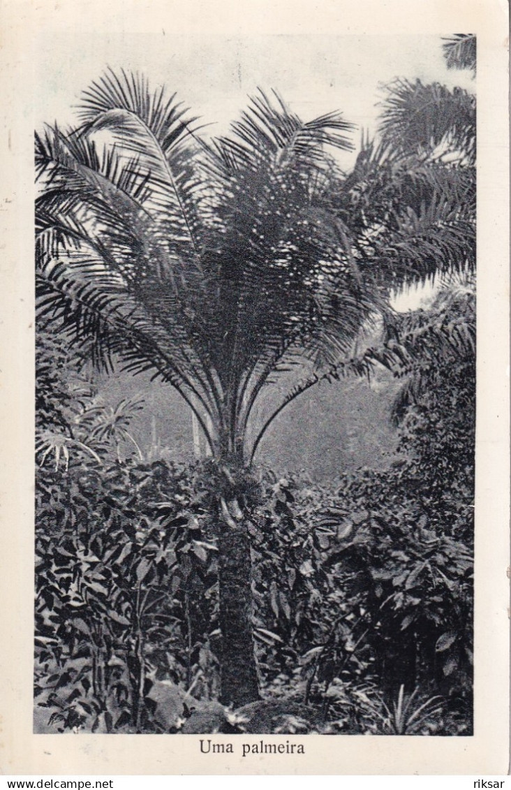 SAO TOME ET PRINCIPE(ARBRE) PALMIER