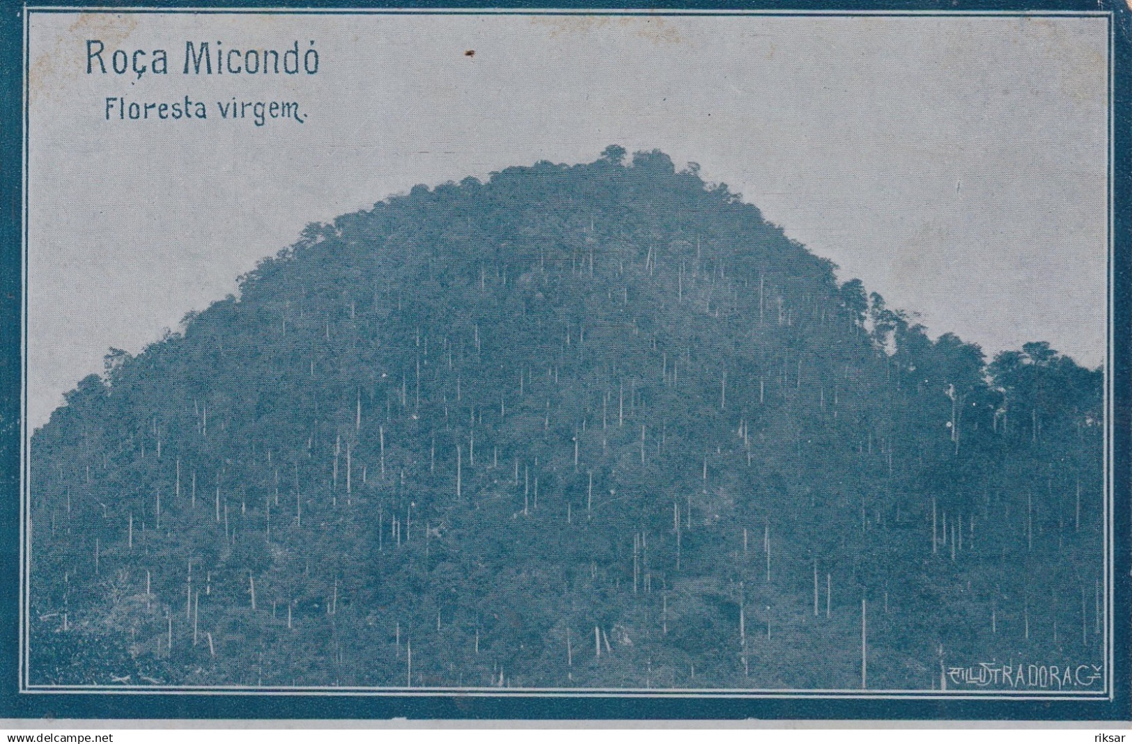 SAO TOME ET PRINCIPE(ARBRE) ROCA MICONDO