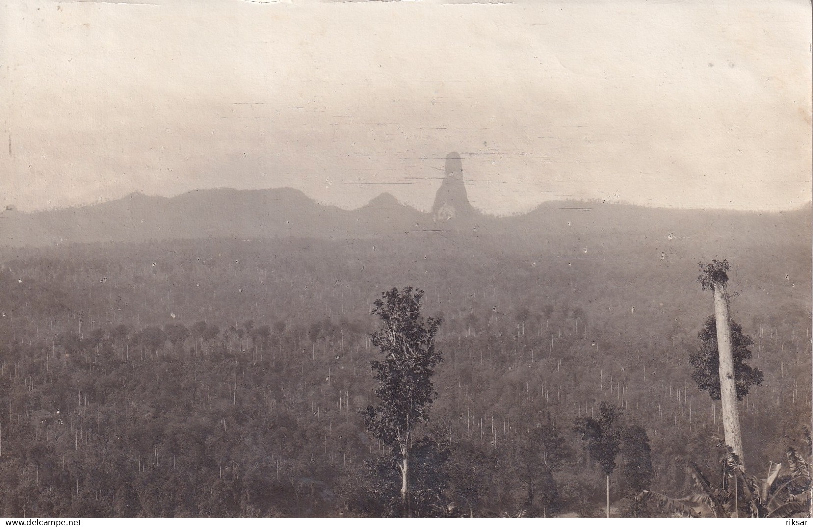 SAO TOME ET PRINCIPE(PHOTO) ARBRE