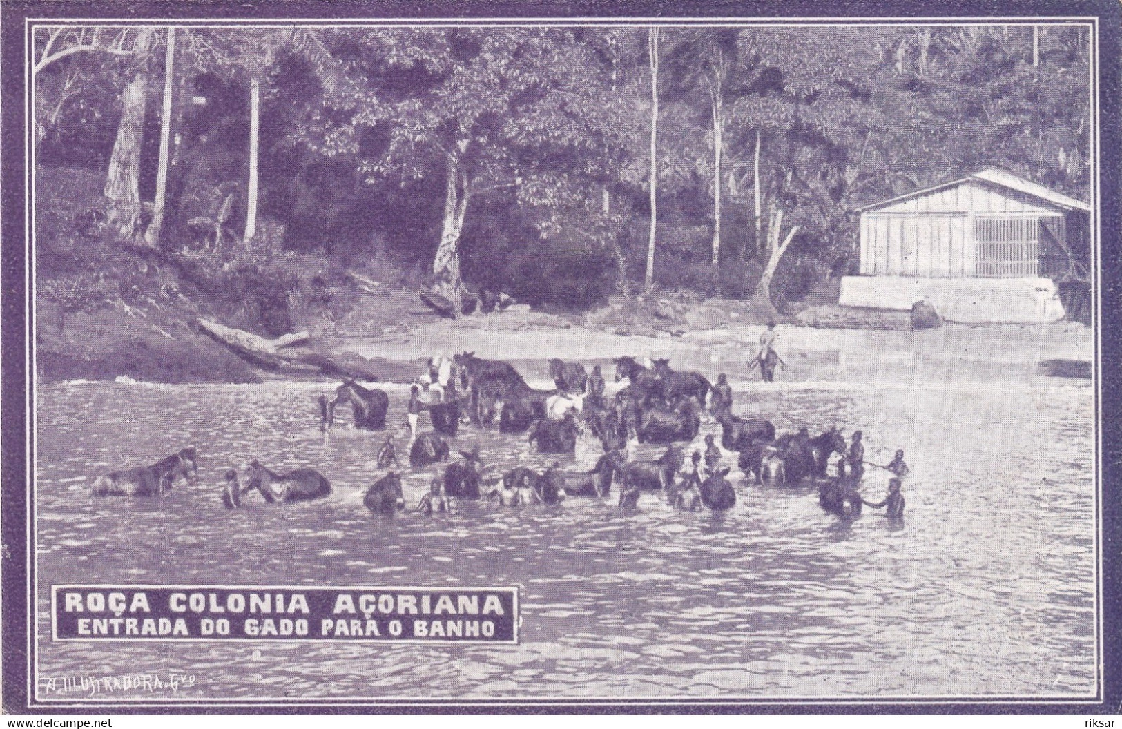 SAO TOME ET PRINCIPE(ROCA COLONIA ACORIANA) CHEVAL