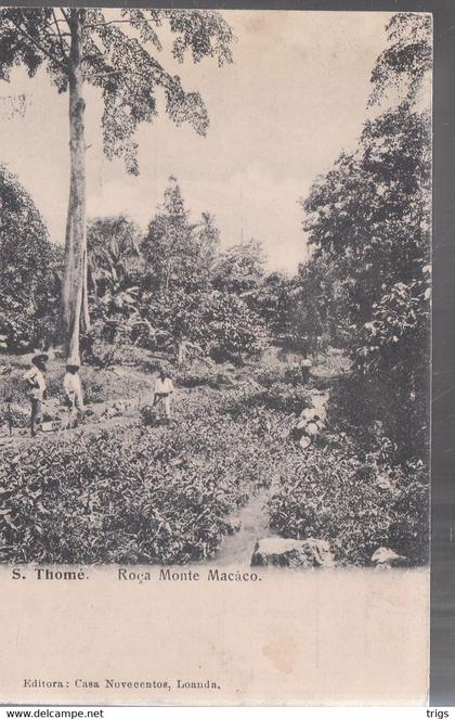 S. Thomé - Roça Monte Macáco